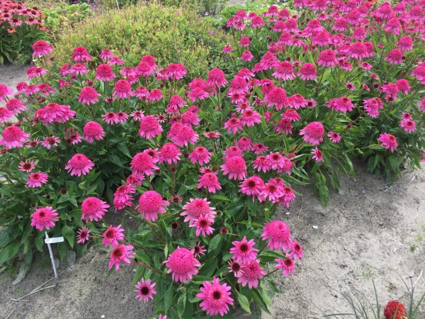Echinacea 'Delicious Strawberry'3 Echinacea 'Delicious Strawberry'