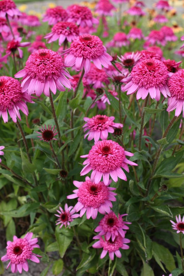 Echinacea 'Delicious Strawberry'4 Echinacea 'Delicious Strawberry'