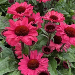 Echinacea 'SunSeekers Carmine'