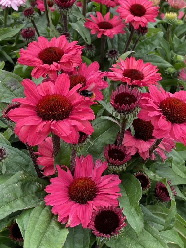 Echinacea 'SunSeekers Carmine' Echinacea 'SunSeekers Carmine'