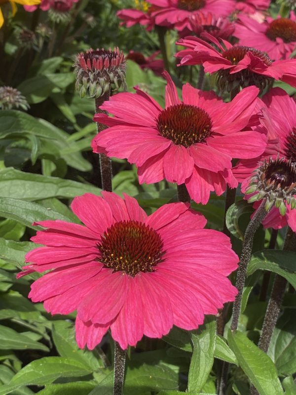 Echinacea 'SunSeekers Carmine'2 Echinacea 'SunSeekers Carmine'