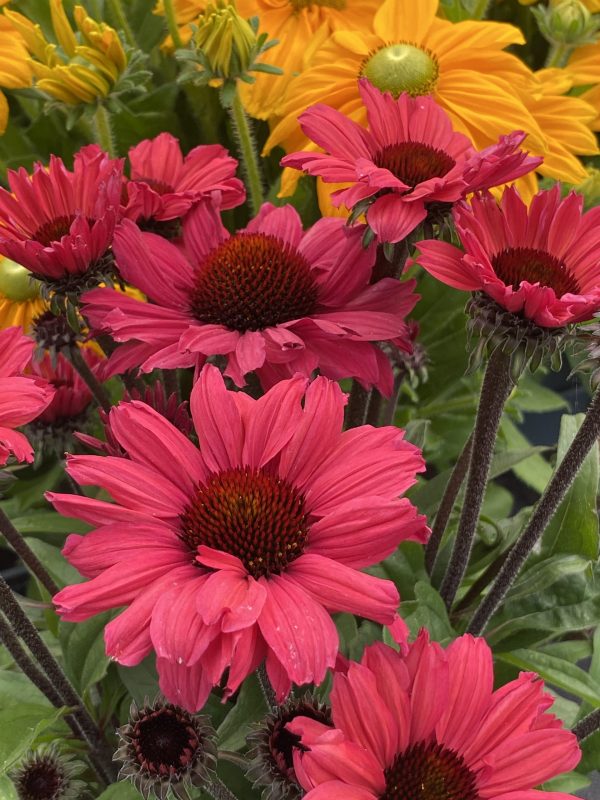 Echinacea 'SunSeekers Carmine'3 Echinacea 'SunSeekers Carmine'