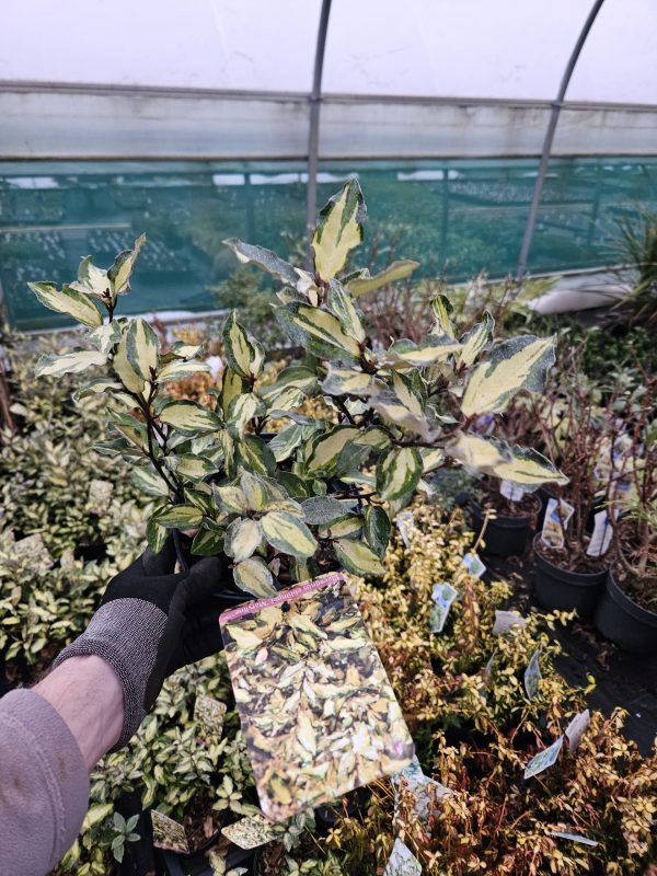 Elaeagnus x submacrophylla 'Maryline' Elaeagnus x submacrophylla 'Maryline'