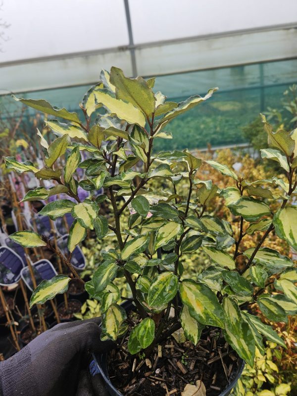 Elaeagnus x submacrophylla 'Maryline'2 Elaeagnus x submacrophylla 'Maryline'