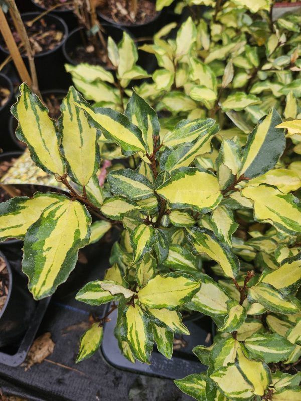 Elaeagnus x submacrophylla 'Maryline'3 Elaeagnus x submacrophylla 'Maryline'