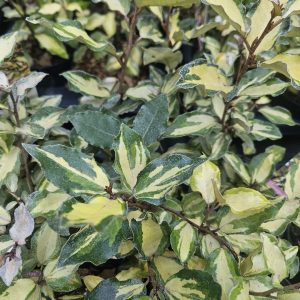 Elaeagnus x submacrophylla 'Maryline'