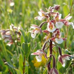 Epipactis palustris