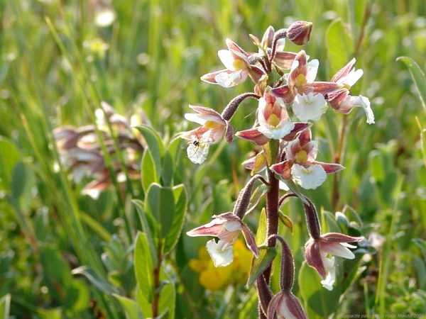 Epipactis palustris Epipactis palustris