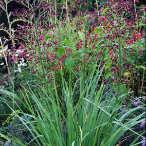 Eryngium pandanifolium 'Physic Purple'