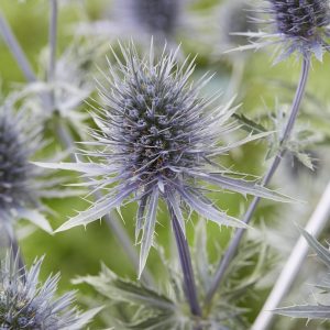 Eryngium planum 'Magical Anita'
