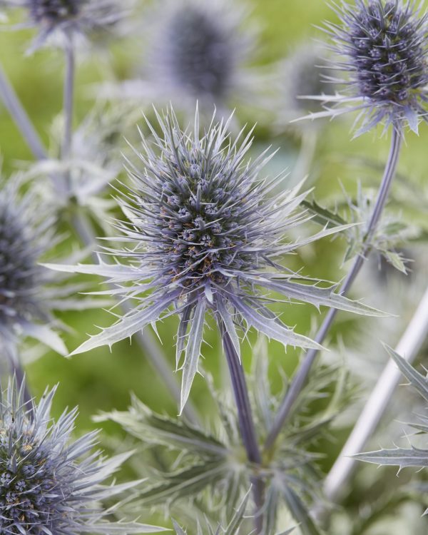 Eryngium Magical Anita Eryngium planum 'Magical Anita'