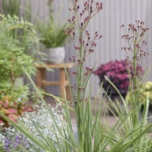 Eryngium yuccifolium 'Magical Red Thunder'