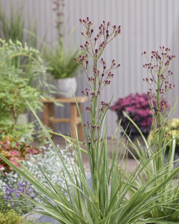 Eryngium Magical Red Thunder Eryngium yuccifolium 'Magical Red Thunder'