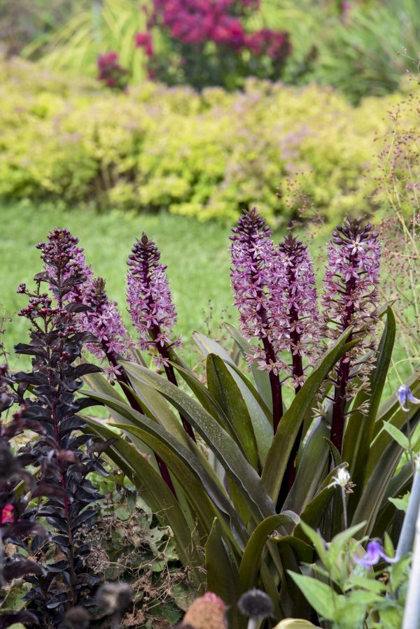 Eucomis 'Purple Reign' Eucomis 'Purple Reign'