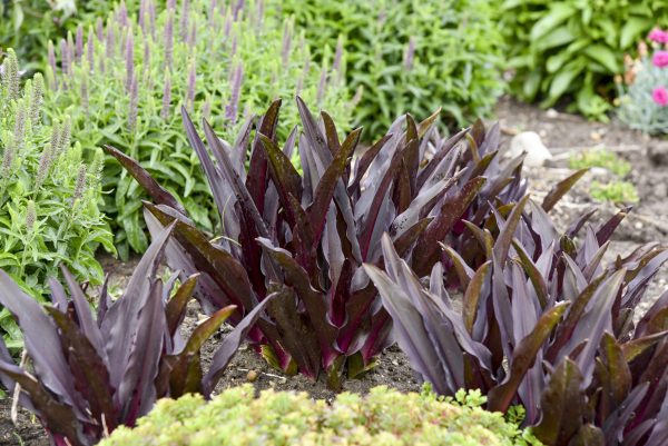 Eucomis 'Purple Reign'2 Eucomis 'Purple Reign'
