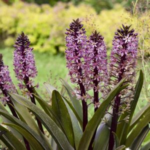 Eucomis 'Purple Reign'
