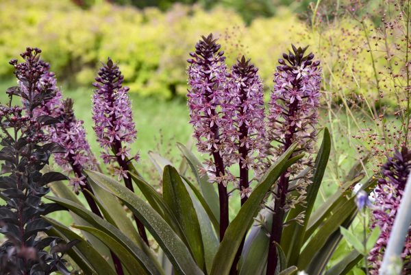 Eucomis 'Purple Reign'3 Eucomis 'Purple Reign'