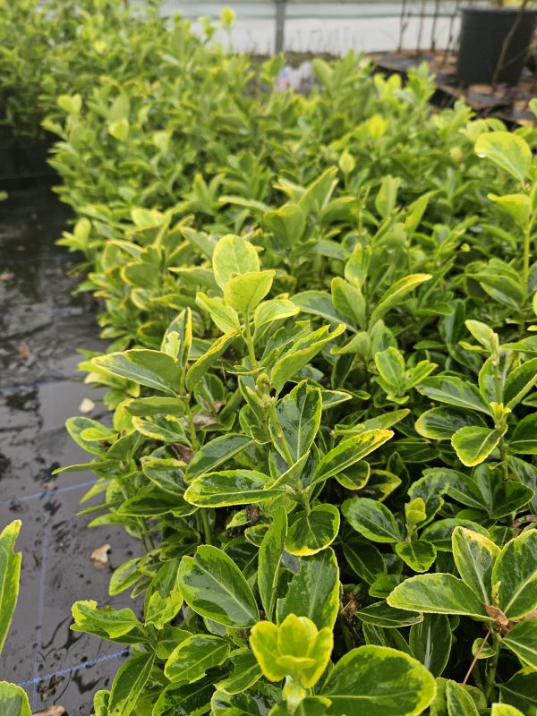 Euonymus japonicus 'Aureo-marginatus' Euonymus japonicus 'Aureo-marginatus'