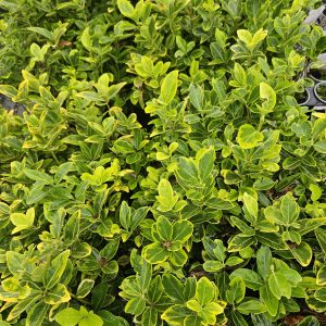 Euonymus japonicus 'Aureo-marginatus'