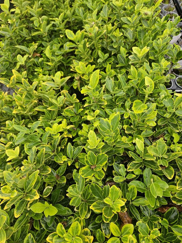 Euonymus japonicus 'Aureo-marginatus'2 Euonymus japonicus 'Aureo-marginatus'