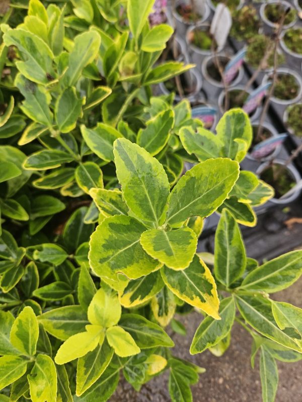 Euonymus japonicus 'Aureo-marginatus'3 Euonymus japonicus 'Aureo-marginatus'