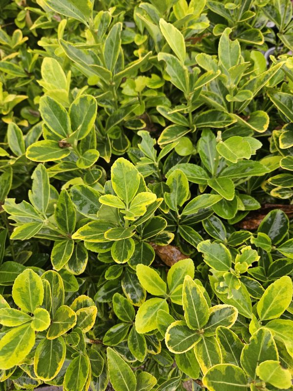 Euonymus japonicus 'Aureo-marginatus'4 Euonymus japonicus 'Aureo-marginatus'