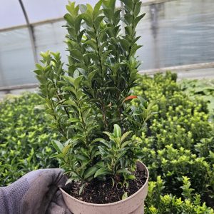 Euonymus japonicus 'Green Spire' 1.5