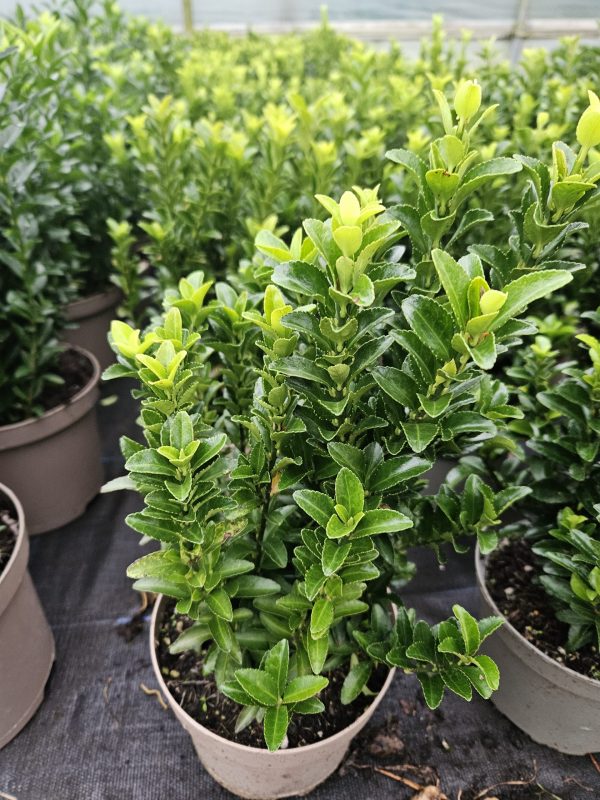Euonymus japonicus 'Green Spire' 9 Euonymus japonicus 'Green Spire' 1.5