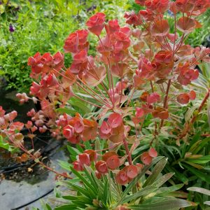 Euphorbia 'Galaxy Glow'