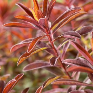 Euphorbia epithymoides 'Bonfire'