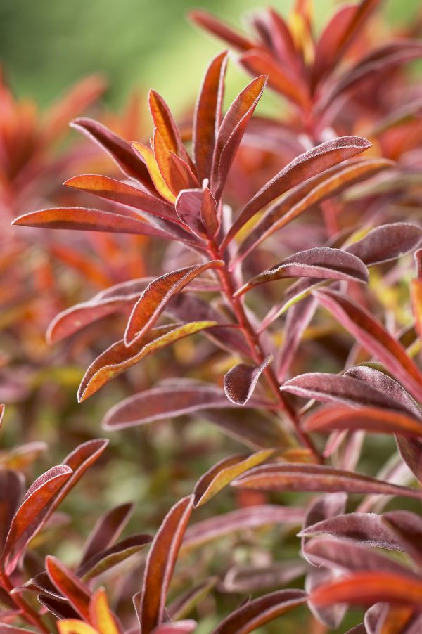 Euphorbia epithymoides 'Bonfire' Euphorbia epithymoides 'Bonfire'