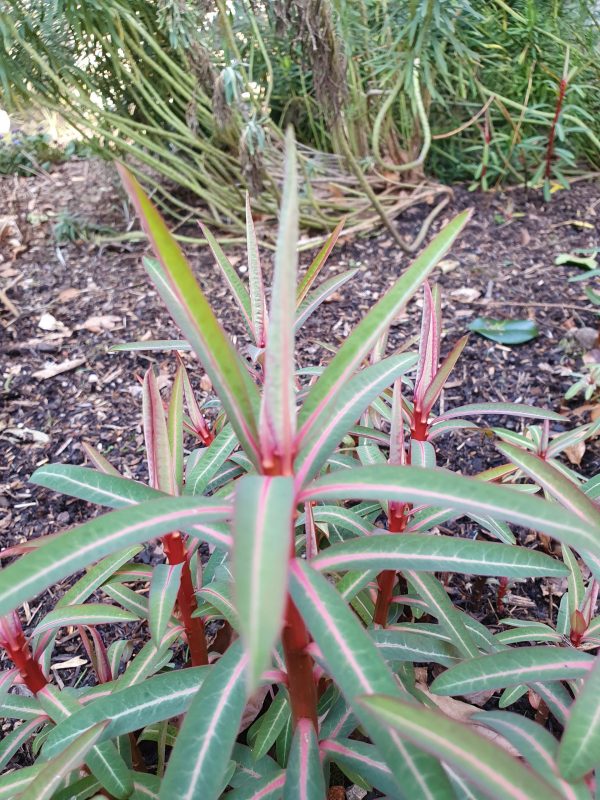 Euphorbia griffithii 'Fireglow'
