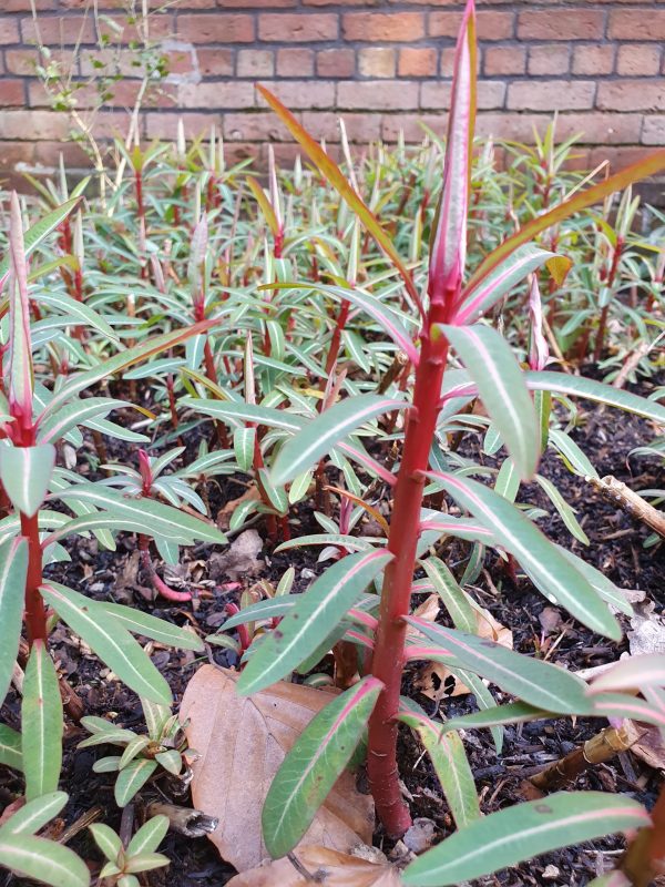Euphorbia griffithii 'Fireglow'