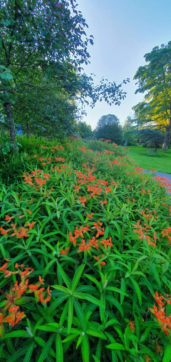 Euphorbia griffithii 'Fireglow'