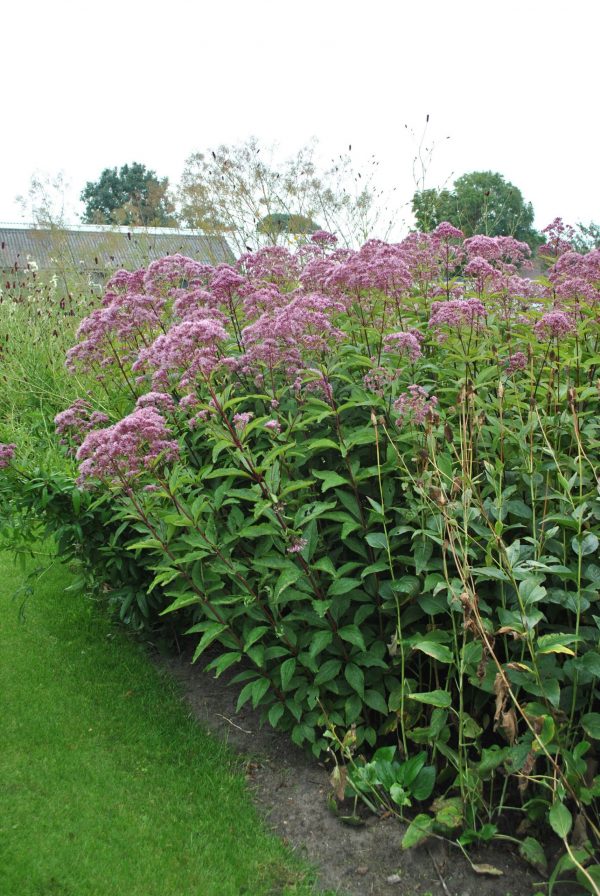 Eutrochium maculatum 'Phantom'