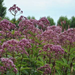 Eutrochium maculatum 'Phantom'