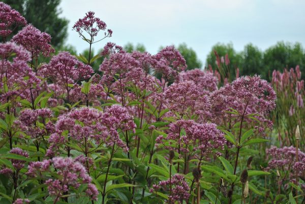Eutrochium maculatum 'Phantom'