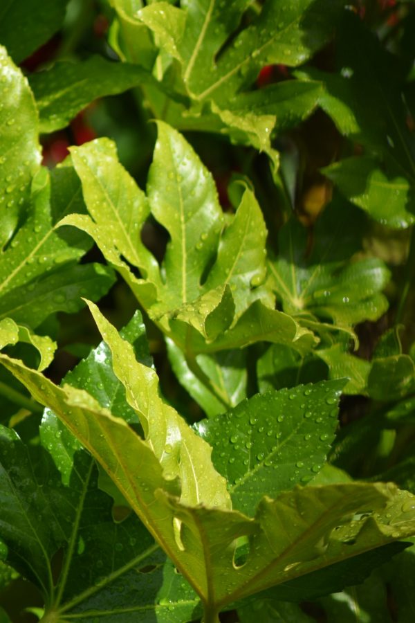 Fatsia japonica 3 Fatsia japonica