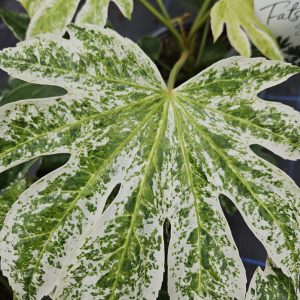 Fatsia japonica 'Spiders Web'