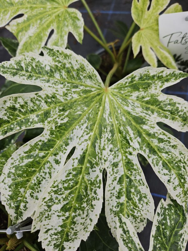 Fatsia japonica 'Spiders Web' Fatsia japonica 'Spiders Web'
