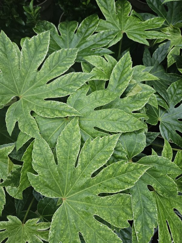 Fatsia japonica 'Spiders Web'2 Fatsia japonica 'Spiders Web'