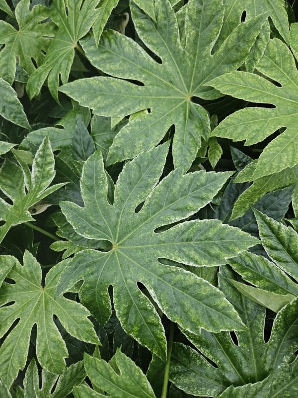 Fatsia japonica 'Spiders Web'3 Fatsia japonica 'Spiders Web'