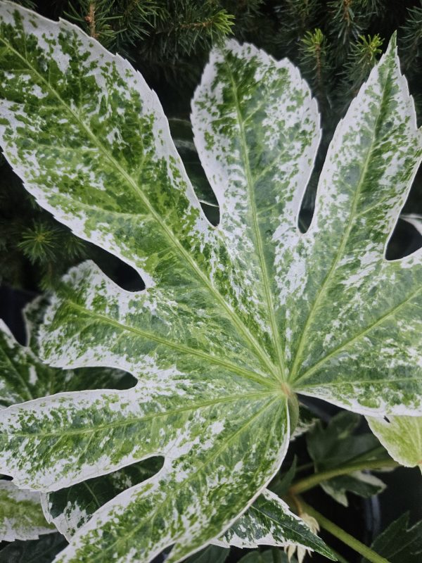 Fatsia japonica 'Spiders Web'4 Fatsia japonica 'Spiders Web'