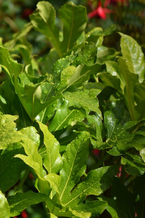 Fatsia japonica Fatsia japonica