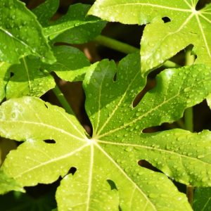 Fatsia japonica