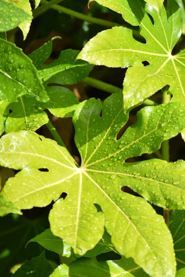 Fatsia japonica2 Fatsia japonica