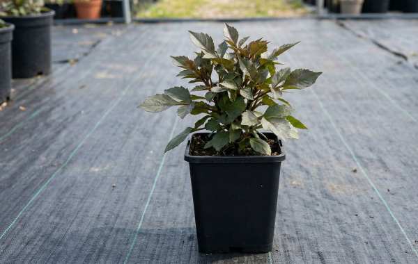 dahlia dreamy dance 2