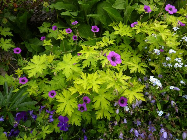 Geranium 'Ann Folkard' 3 Geranium 'Ann Folkard'