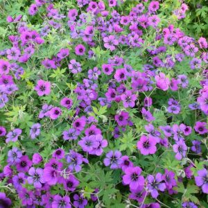 Geranium 'Ann Folkard'