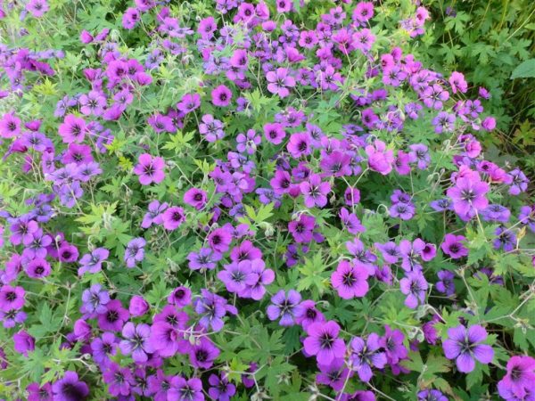 Geranium 'Ann Folkard' Geranium 'Ann Folkard'